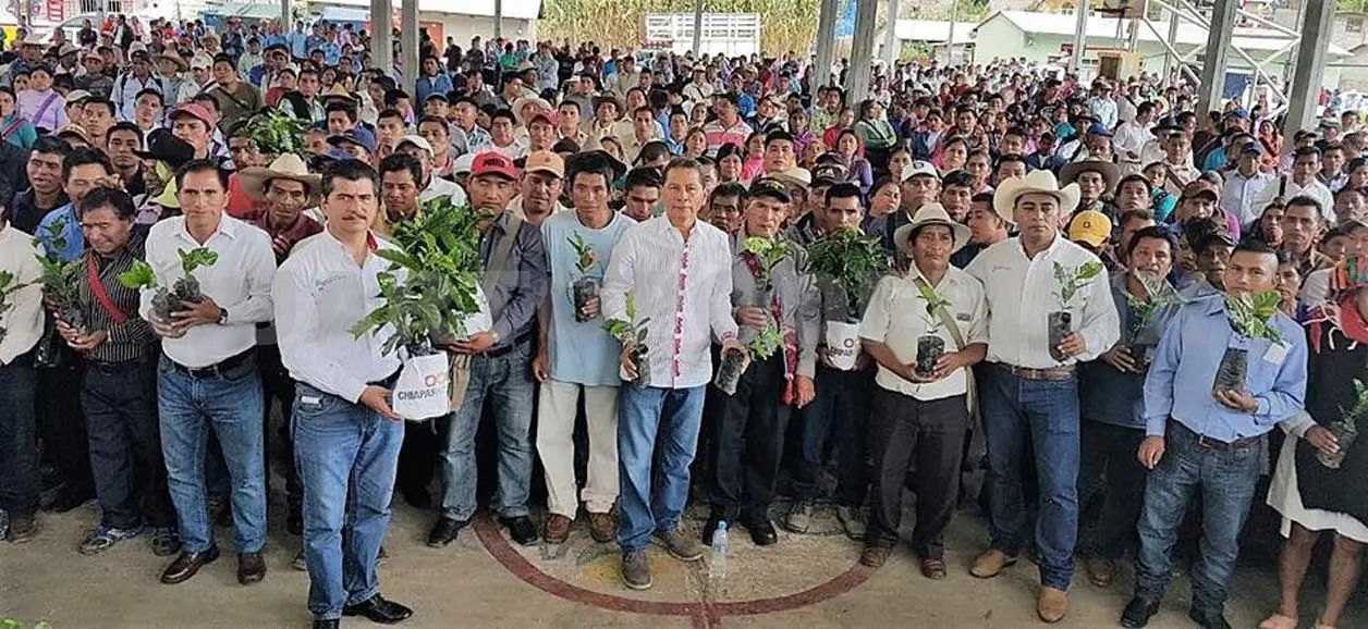 Cafetaleros son beneficiados con ayuda