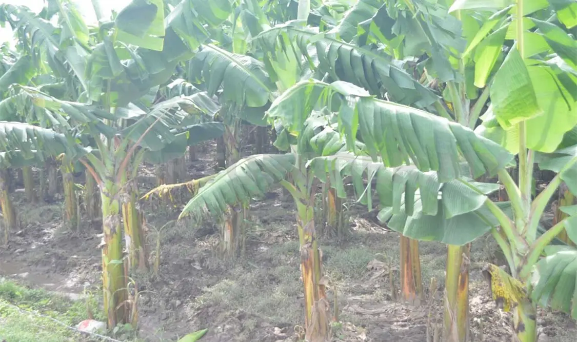 Lluvias torrenciales afectan cultivos