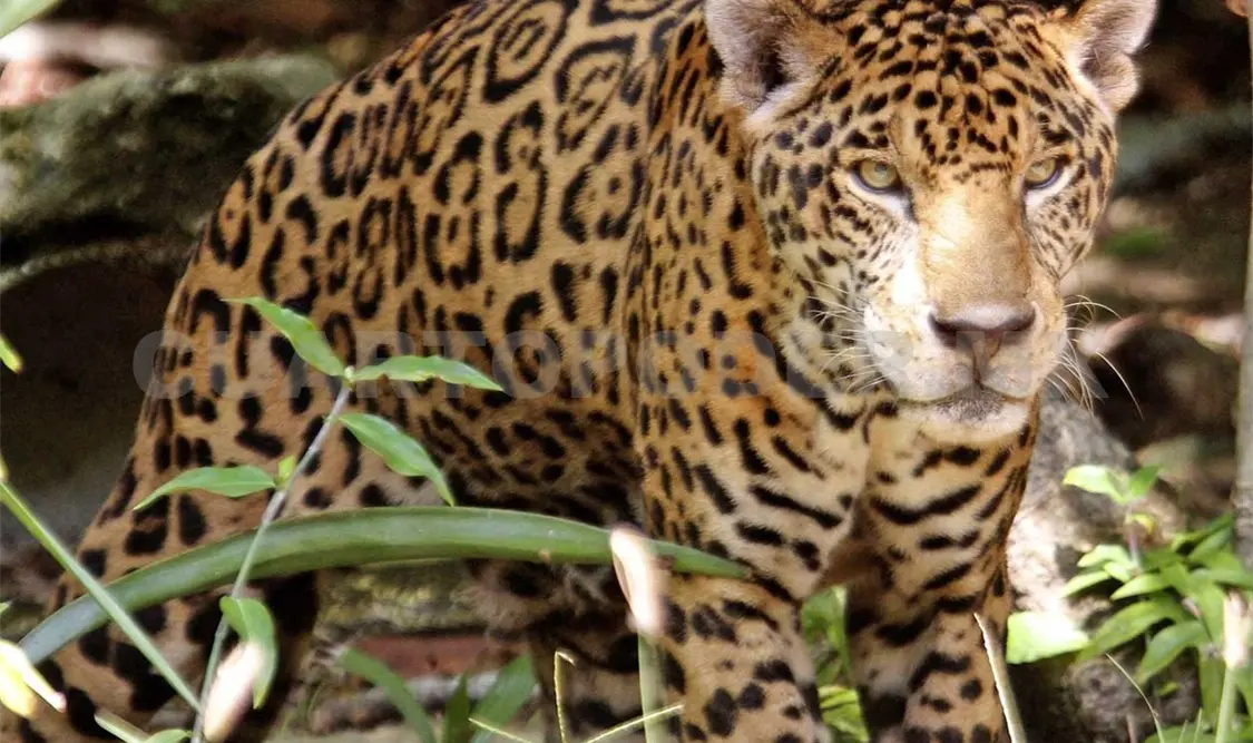 Experto describe al jaguar como un animal absolutamente representante de la identidad mexicana. Notimex