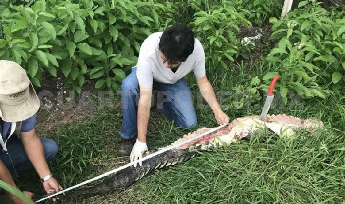 Los agentes encontraron a dos hombres destazando al cocodrilo para comérselo. Agencias