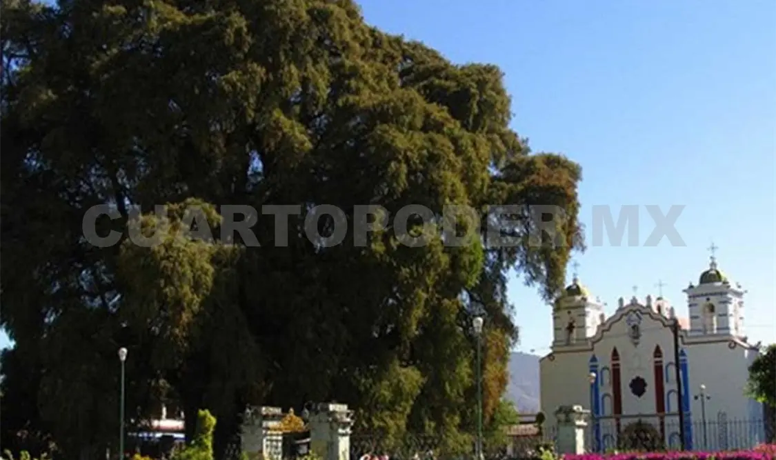 Invitan a Celebración del Árbol de Tule