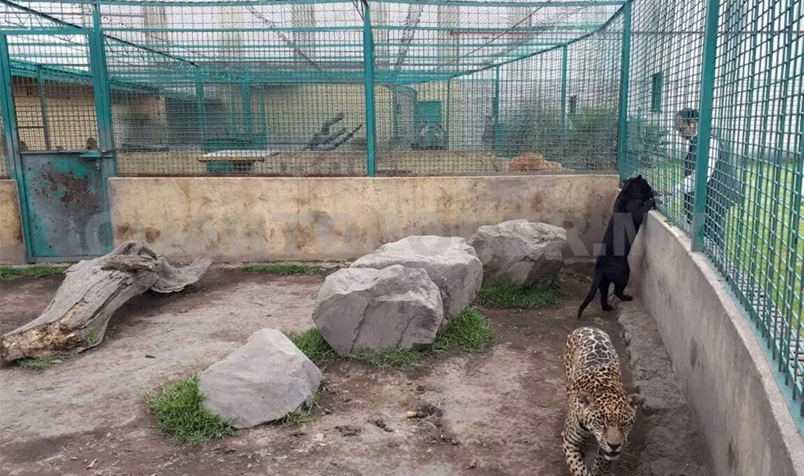 Aseguran a dos felinos en el Estado de México