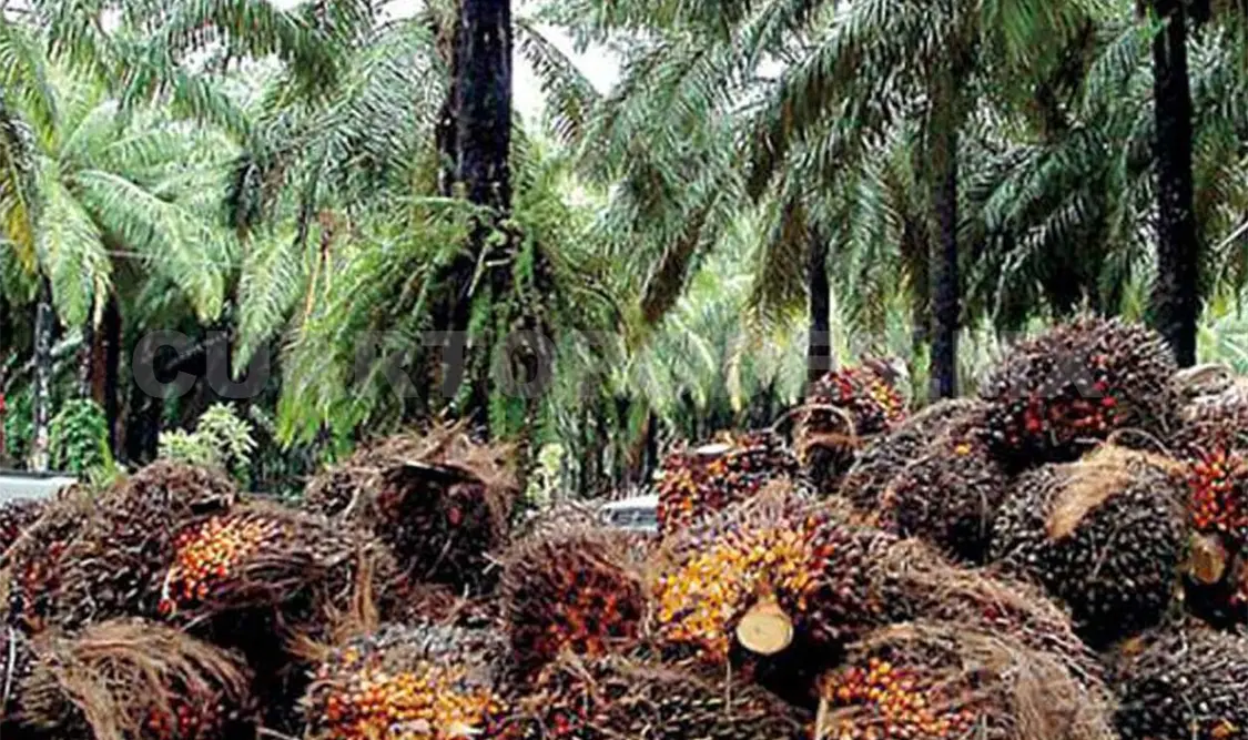 Falta de industria afecta a productores del Soconusco