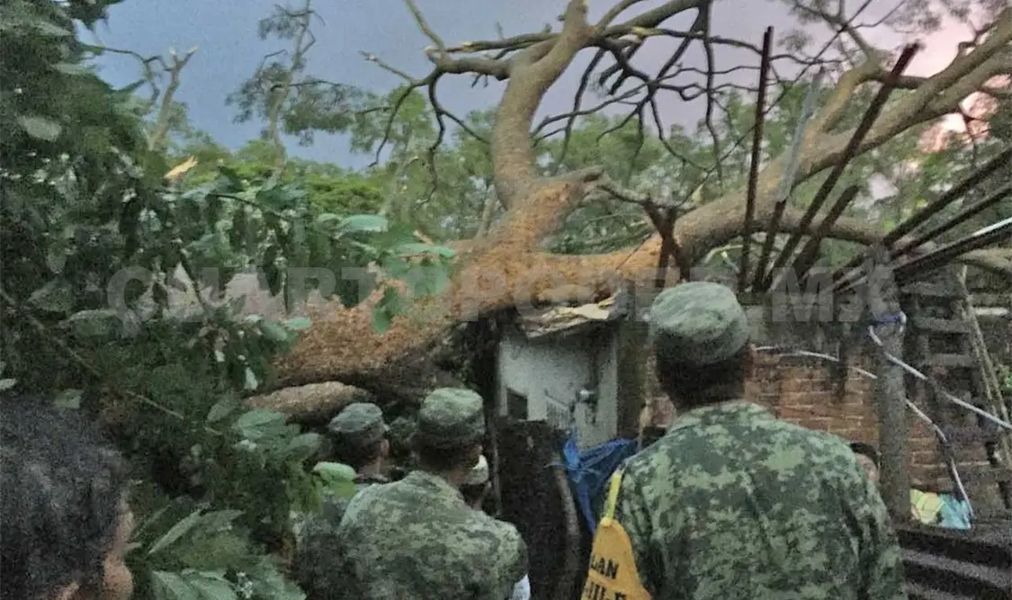 Tromba tira árbol y daña cuatro viviendas