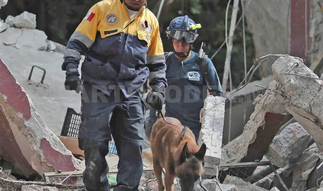 Los perro están sujetos a una rutina y a un acondicionamiento físico general.