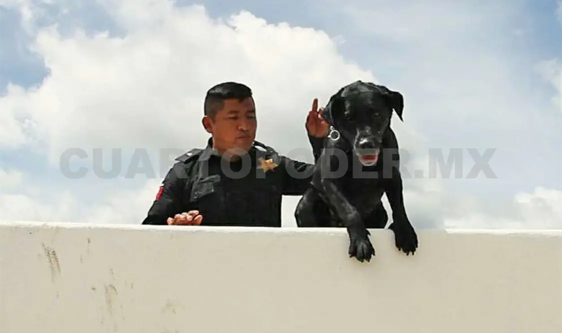 Binomio canino, efectivo y afectivo