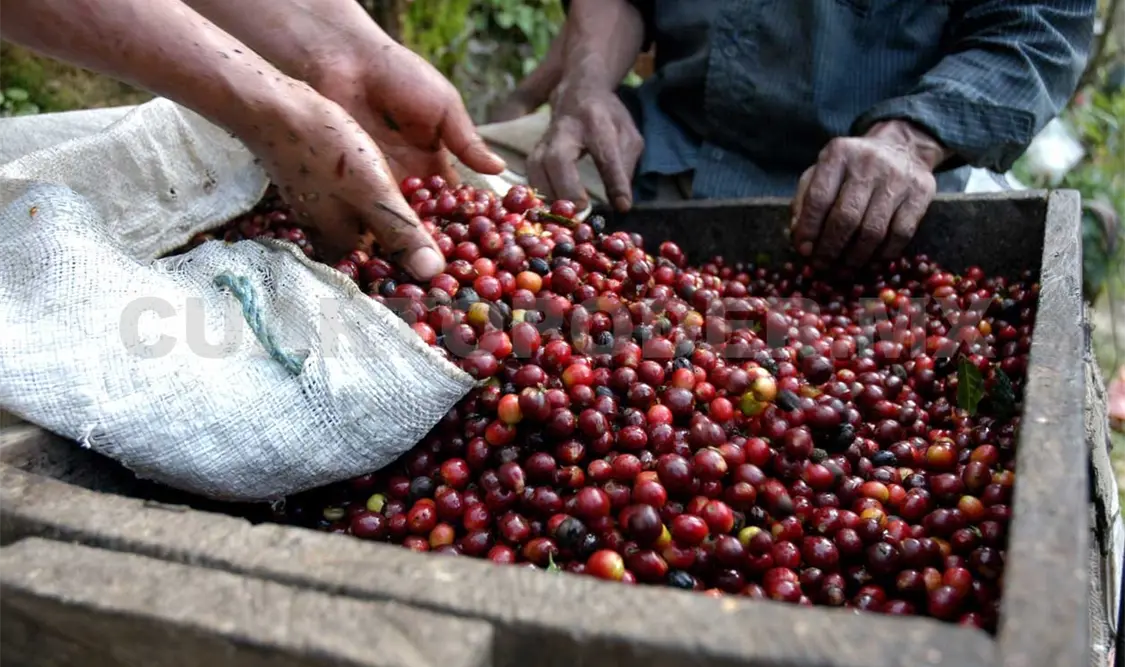Gestionan plantas mejoradas para producir café de mejor calidad