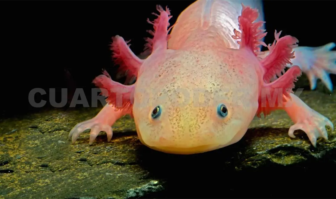 En riesgo, 6 de cada 10 especies de anfibios