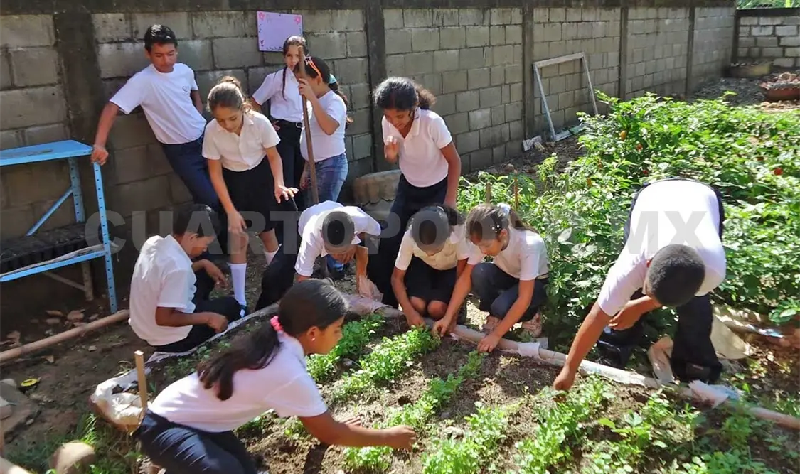 Los productos cosechados podrían utilizarse en las escuelas. Agencias