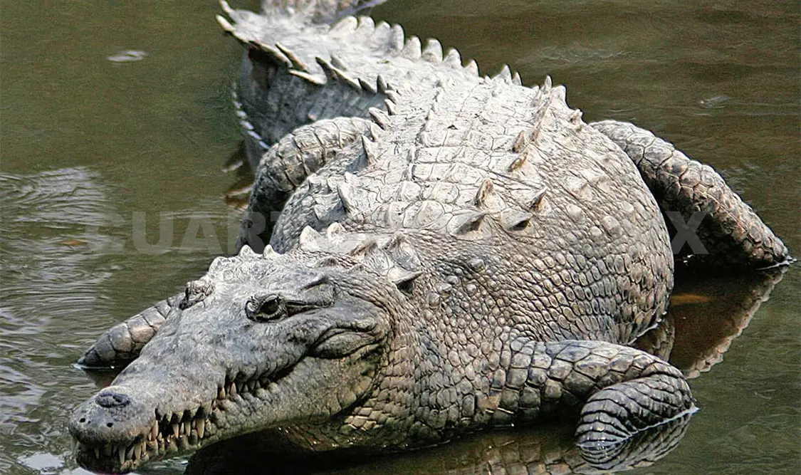 El cocodrilo de río (Crocodylus acutus) está listado bajo la categoría de especie “Sujeta a Protección Especial (Pr)”. Agencias