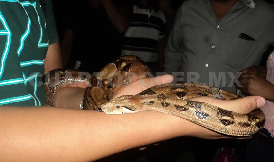 Boa constrictor, que se ha vuelto popular como mascota.