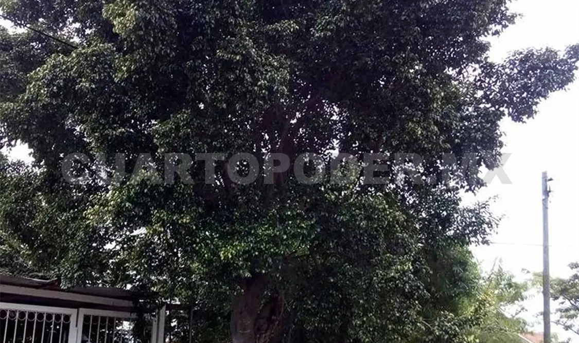 Viejo árbol a punto de caer