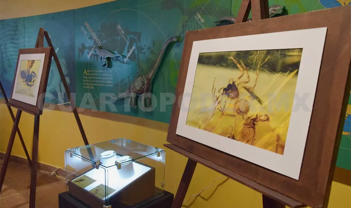 Preserva ambar a arañas prehistóricas