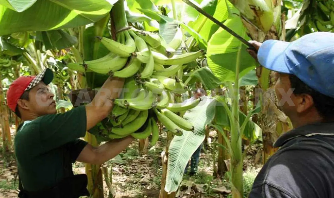 Actualmente Chiapas exporta el 50 por ciento de la producción, es decir, unas 300 mil toneladas cada año. Cortesía