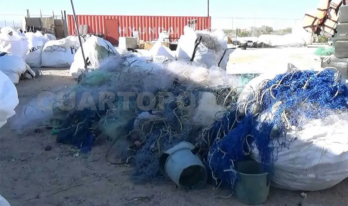 Retiro de redes beneficia a la Vaquita Marina