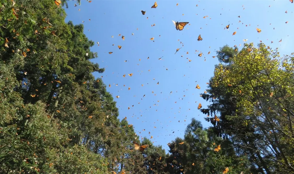 Mariposa monarca llega puntual a México para celebrar el Día de Muertos