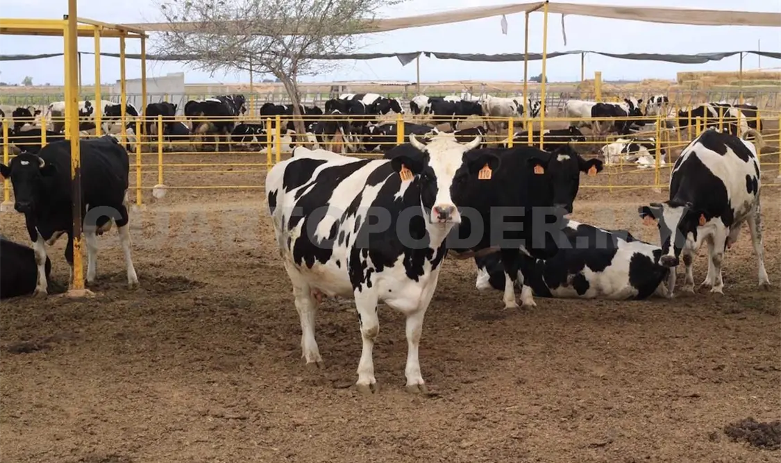Aumentan recursos para sector ganadero