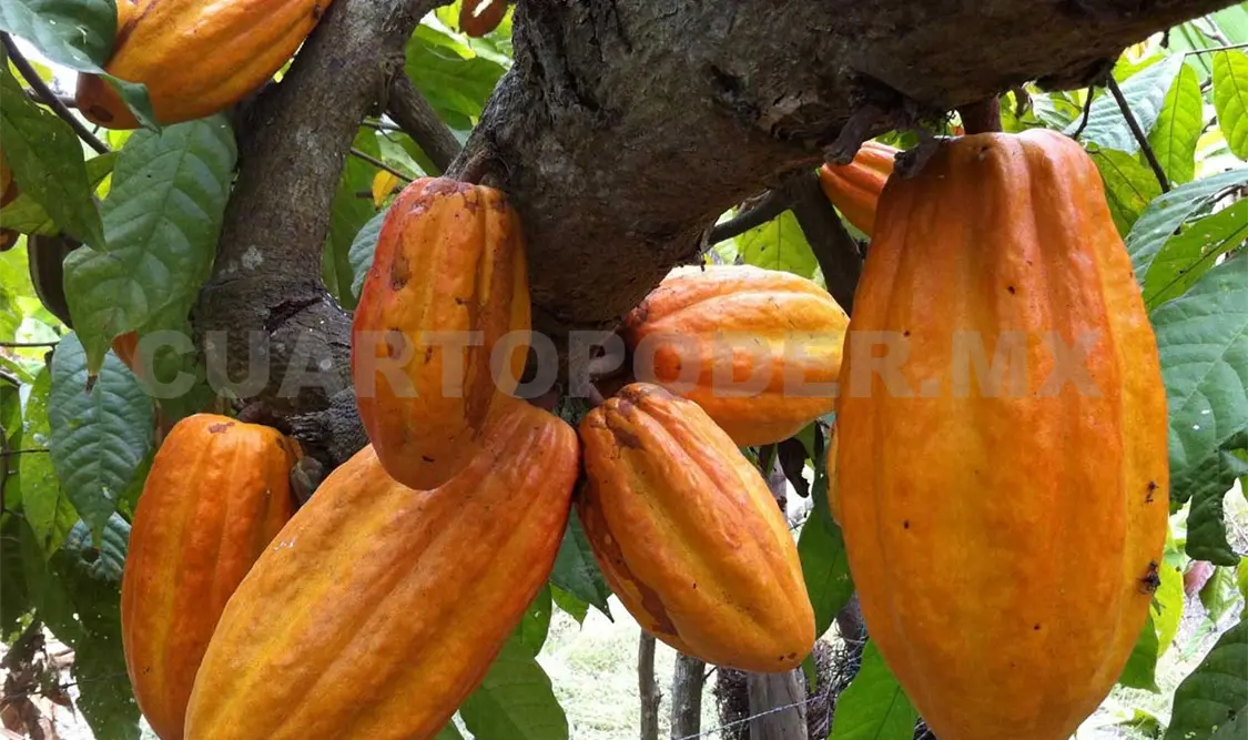 Las plantaciones de cacao podrían contribuir a la preservación de anfibios en la selva Lacandona. Agencias