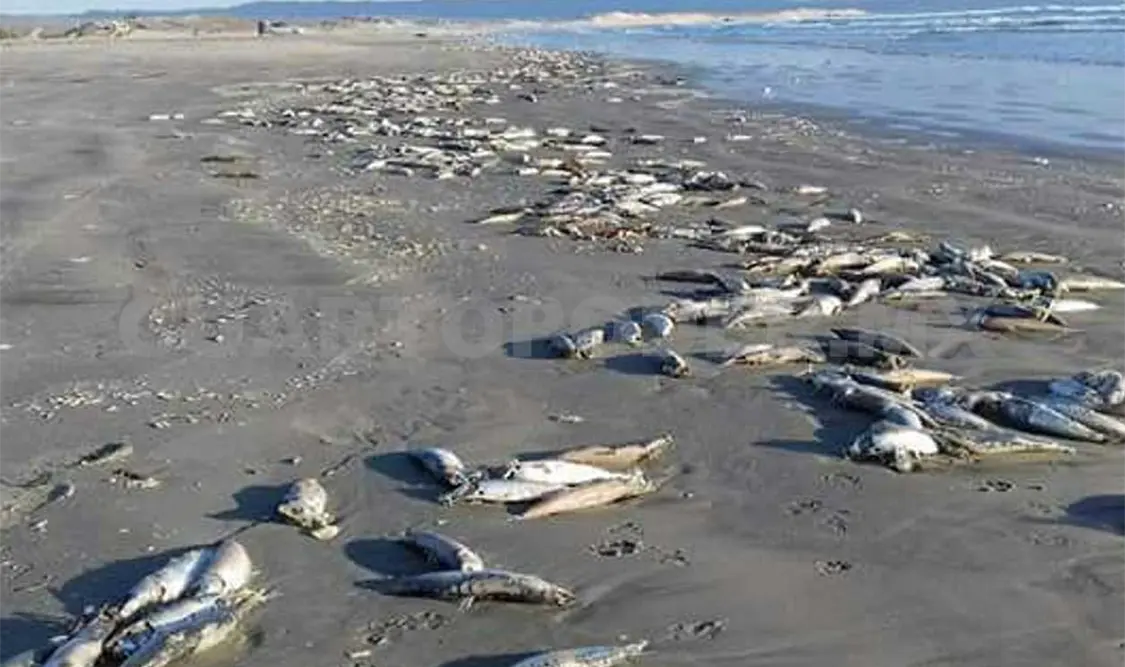 Los peces muertos se encontraron en una playa de Ensenada, Baja California. Notimex
