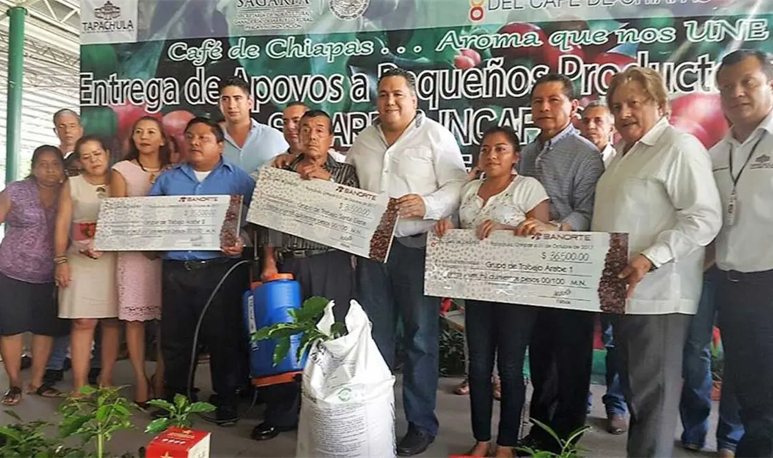 Continúa reforzamiento de la cafeticultura