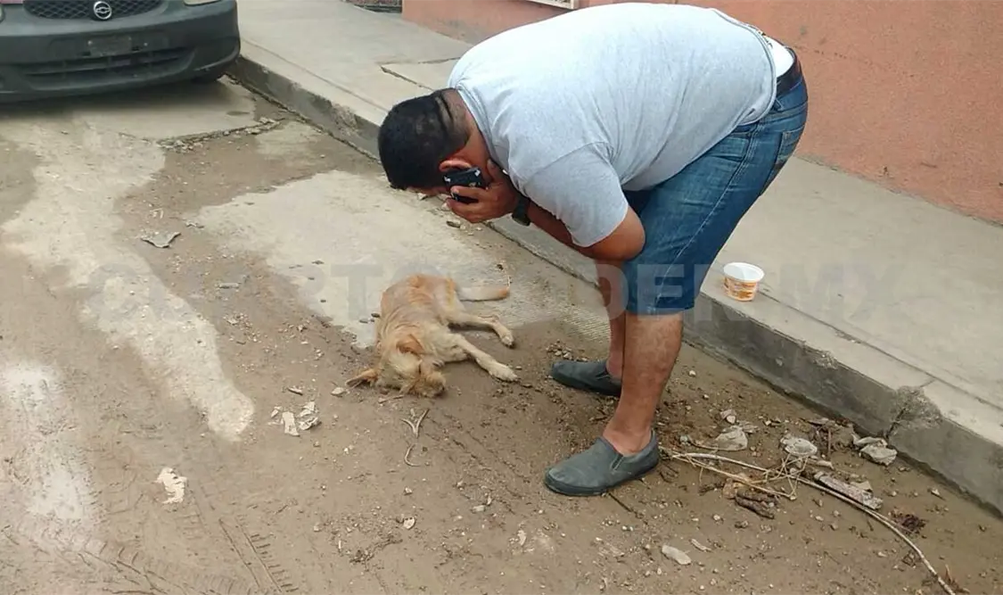 Perro agoniza en la vía pública por maltrato