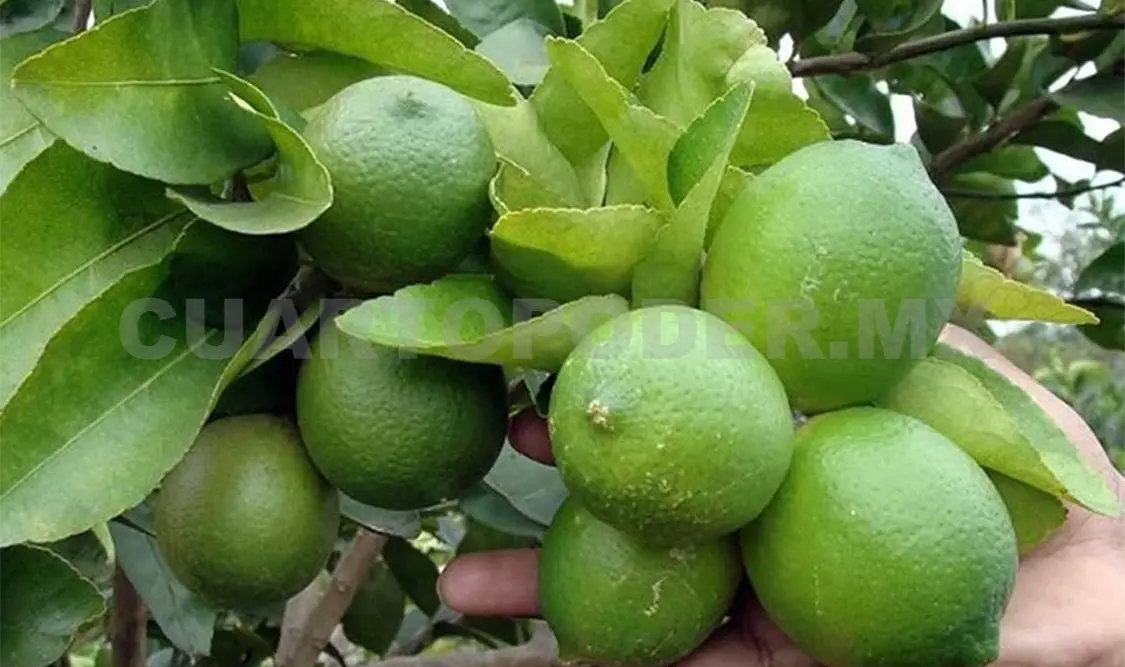 El limón es un cultivo al que le favorece el clima y la humedad de la región y que produce todo el año. Cortesía