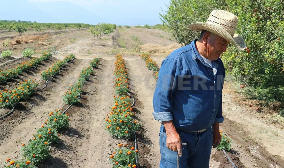 Regresan a México agricultores becados