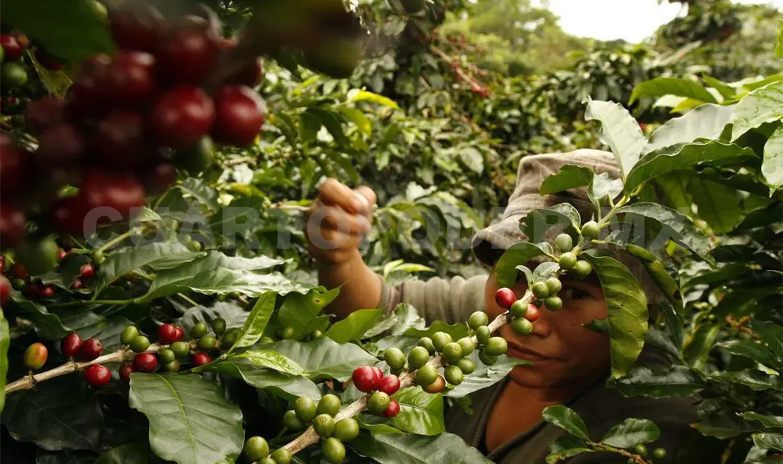 Se recupera producción de café en Tapachula