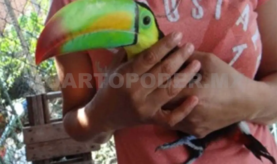 Uno de los tucanes rescatados en Mezcalapa. CP