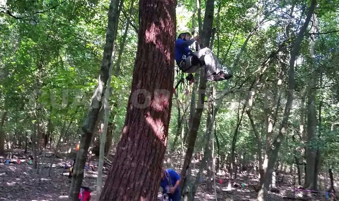 Trepa recreativa de árboles