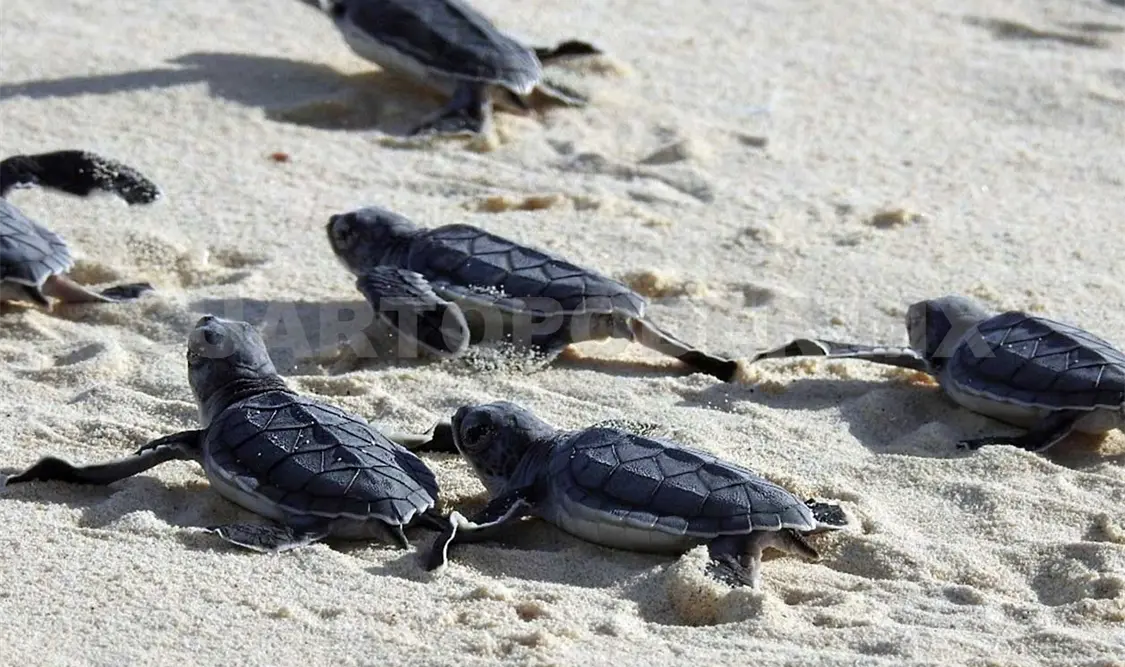 Temporada de anidación de tortugas termina con mil 508 nidos