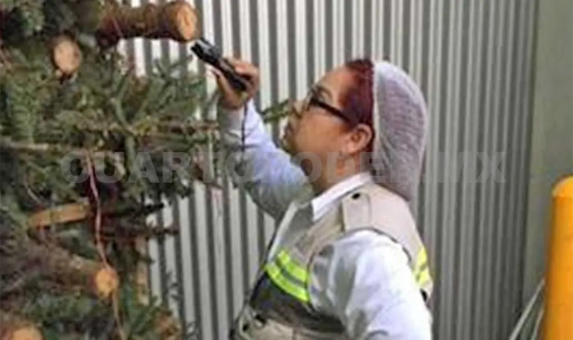 Momento en que inspectores verifican los árboles. Agencias