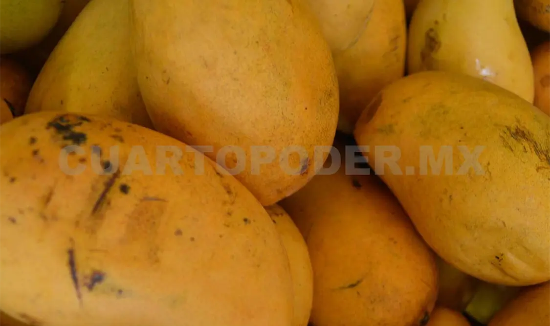 En la zona del Soconusco a través del programa se exporta alrededor de 23 mil toneladas de mango. CP