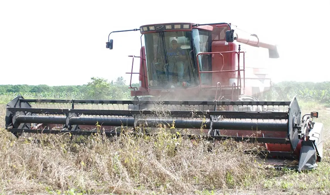 A unos días de concluir la trilla, se espera alcanzar una producción de unas 25 mil toneladas de soya. Rafael Victorio / CP