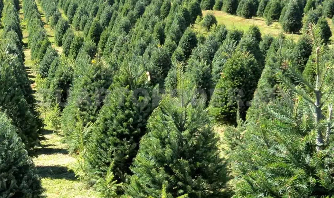 Los árboles se obtienen de plantaciones forestales comerciales que se producen en México. Agencias