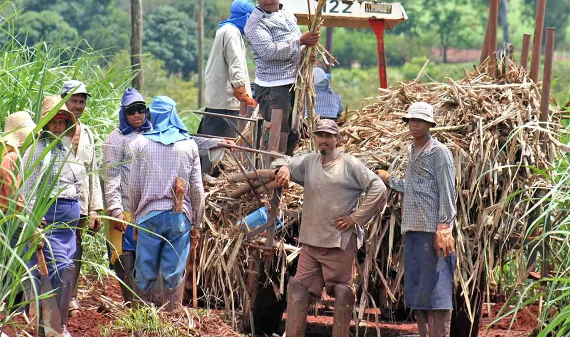 La agroindustria mexicana de la caña de azúcar se posiciona como la principal del país. Agencias