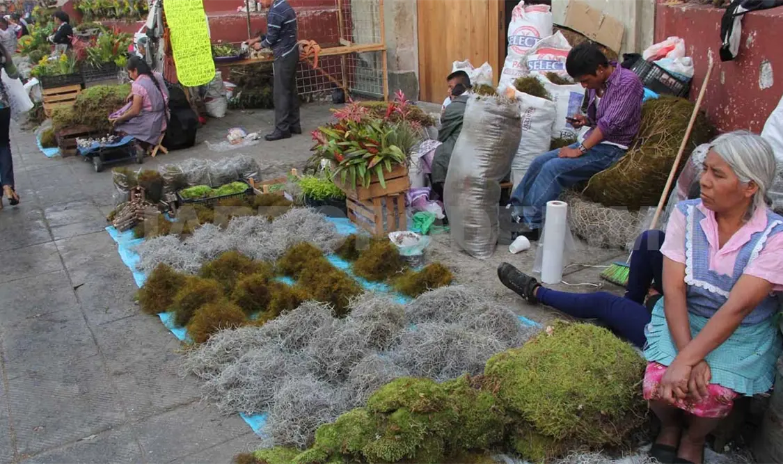 En Navidad, crece deforestación de plantas