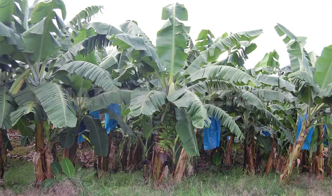 Sector bananero apuesta a la juventud