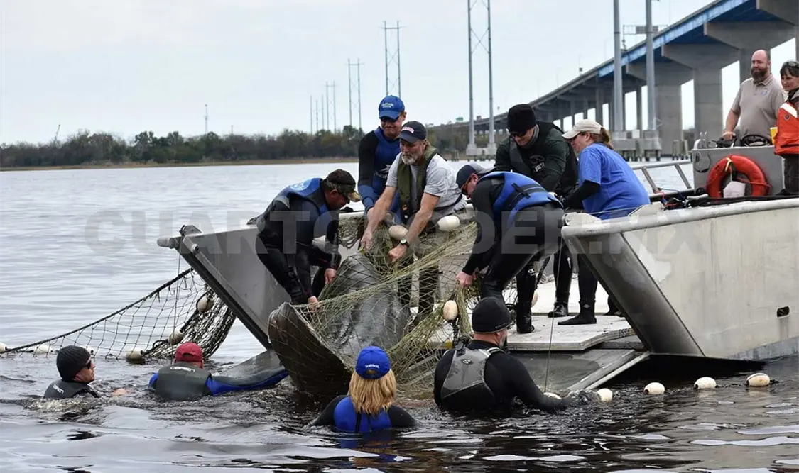 Rescatan a 10 manatíes en el sur de California