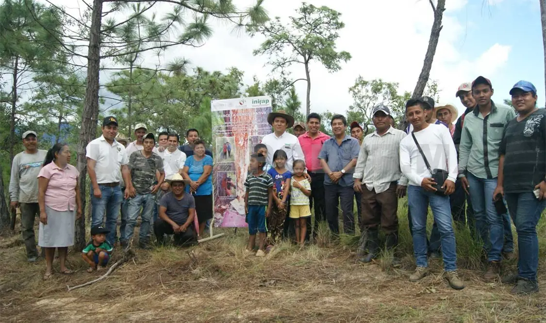 Resina de pino, fuente económica y forestal