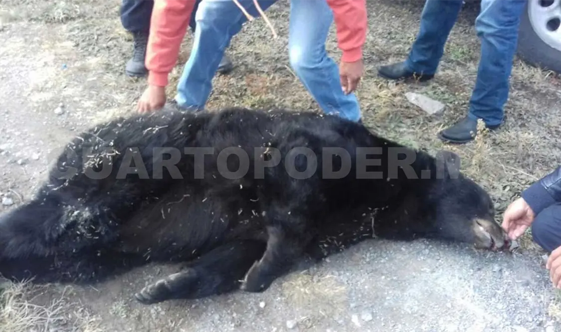 Investigan muerte de oso negro en Coahuila
