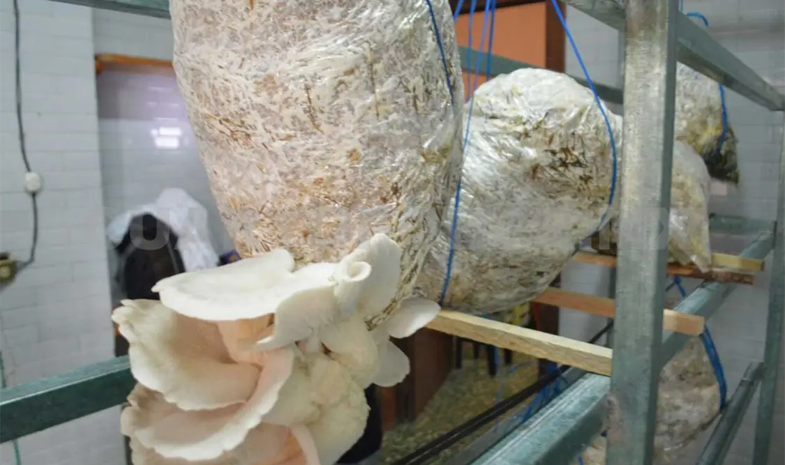 Impulsan producción de hongos comestibles