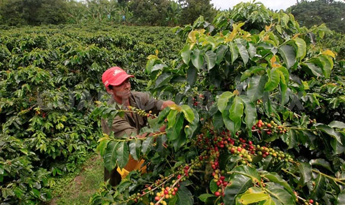 Anuncian 40 mdp para cafeticultores en el 2018