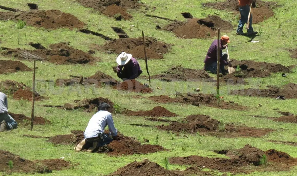 Son siete mil hectáreas reforestadas en el estado