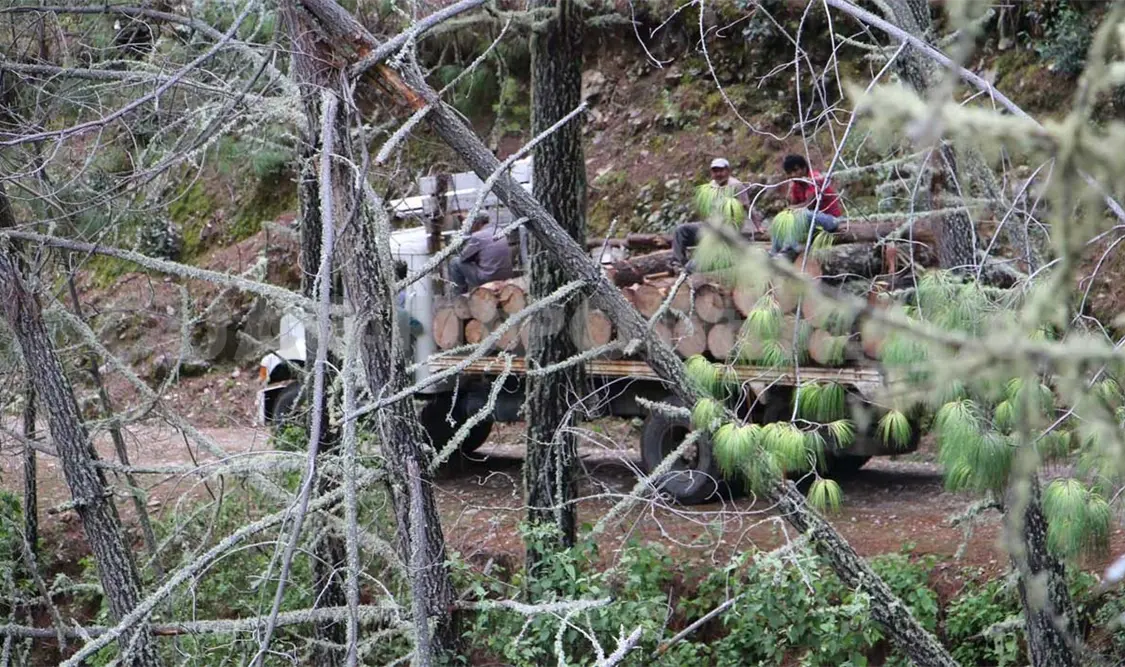 Pese a imágenes, niegan ecocidio en Montes Azules