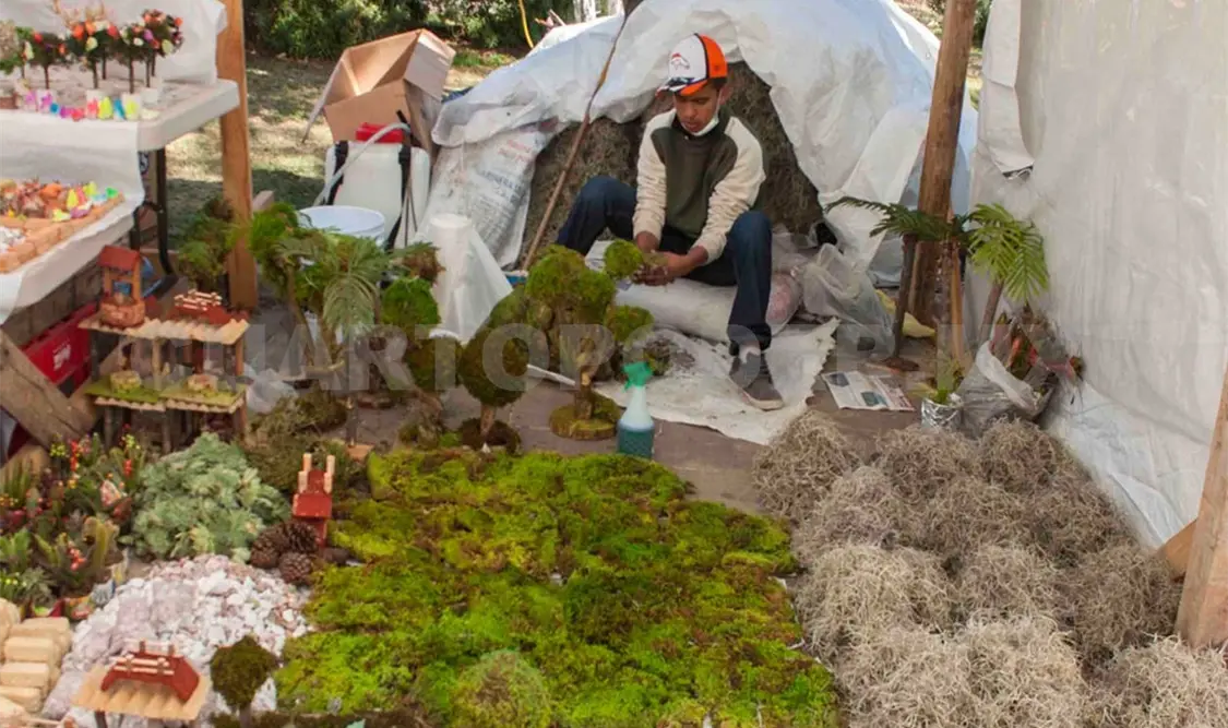 Crece deforestación de plantas por festividades