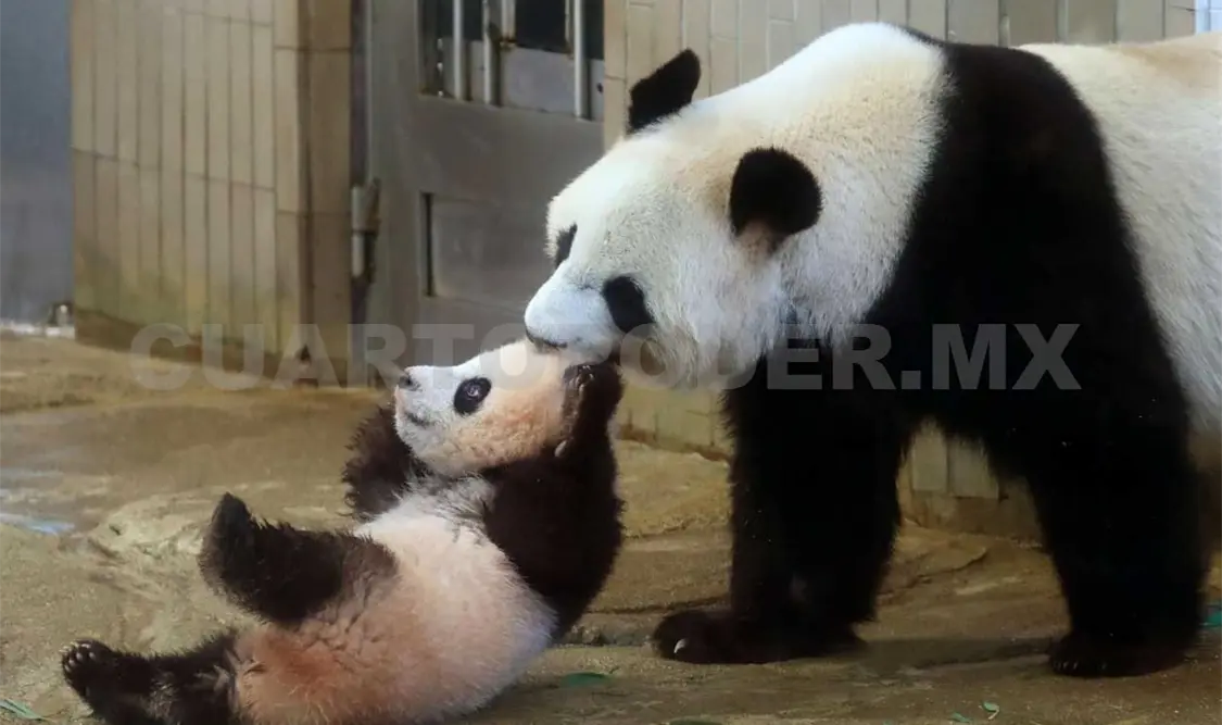 Cachorro de panda hace su debut en zoológico