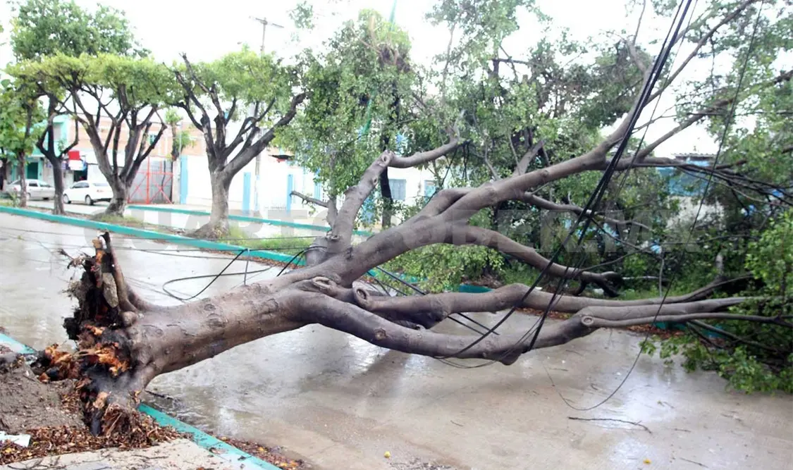 Por ley, se tendrá que reponer un árbol si se derriba