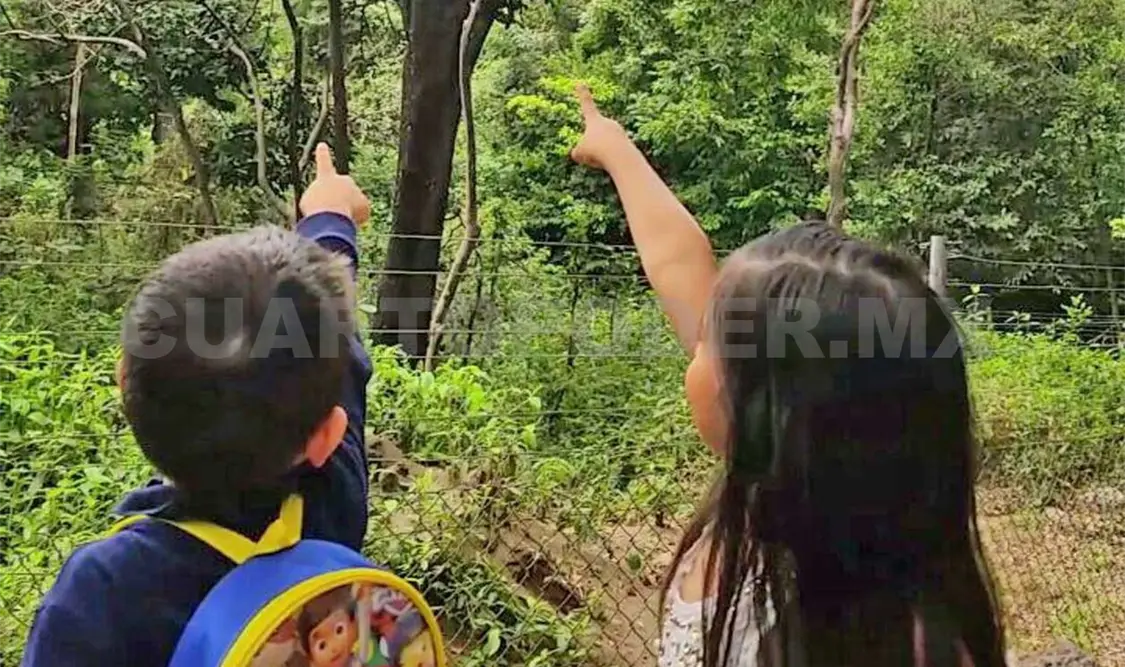 Conviven en el ZooMAT más de mil familias