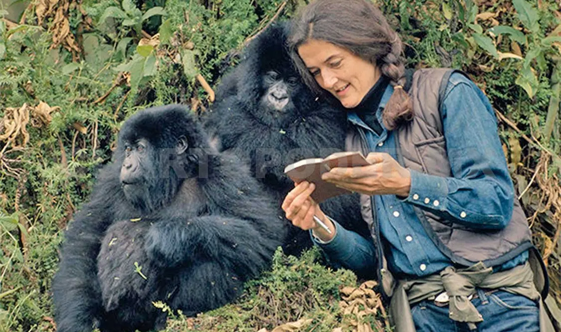 Estrenarán serie sobre experta en primates